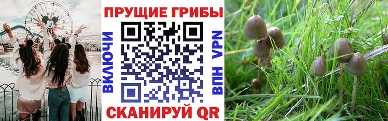 Псилоцибиновые грибы прущие грибы  omg ССЫЛКА  Елизово  цены наркотик 